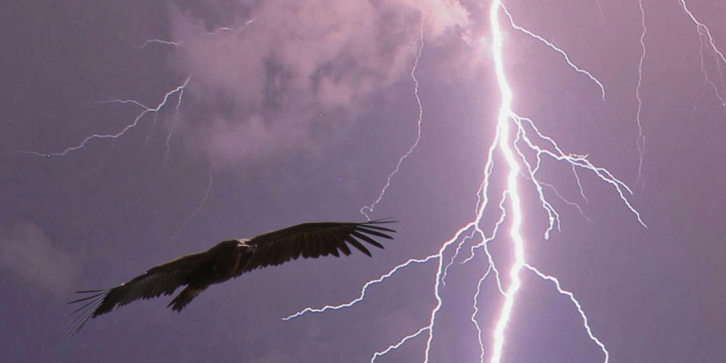 An eagle wheels against a purple stormy sky cut by lightening.
