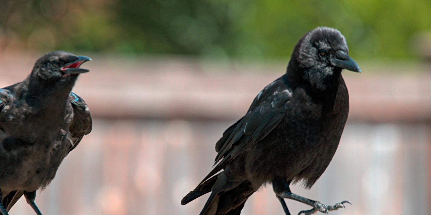 Crows caw and strut.
