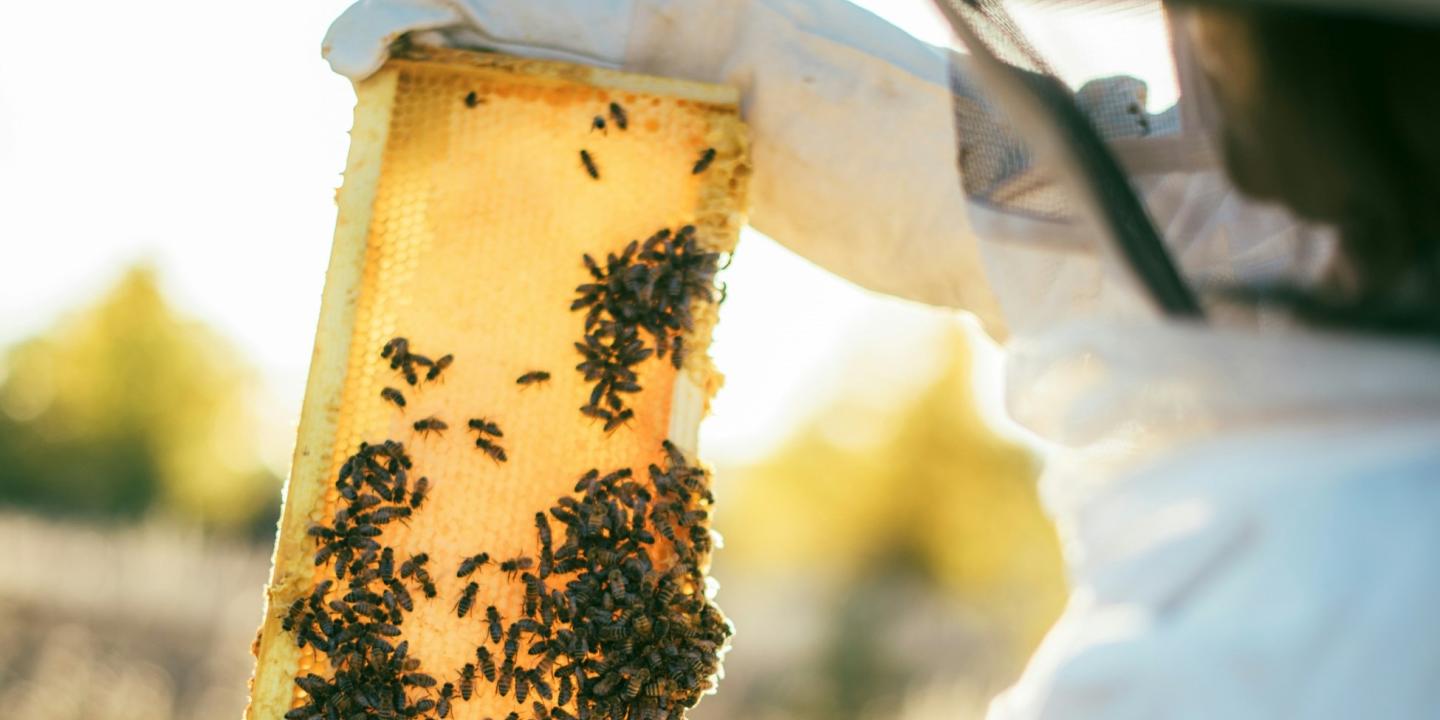 A bee keeper hold honeycomb to the light