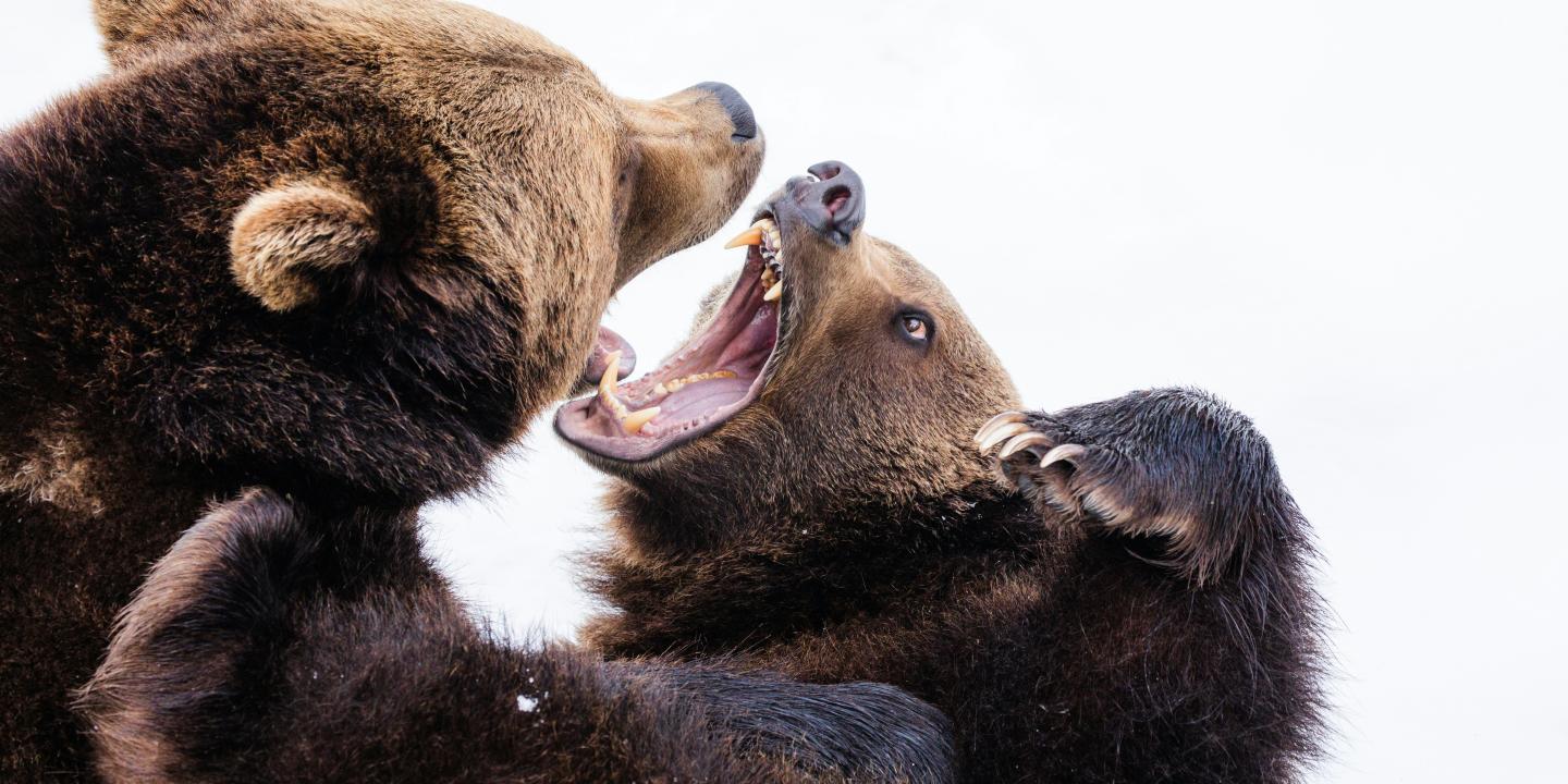 Two brown bears fight while baring their teeth.