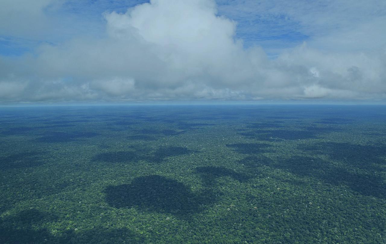 An image of the Amazonia 