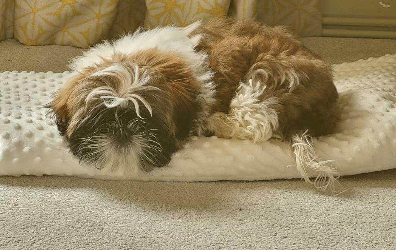 a puppy sleeps on a cushion