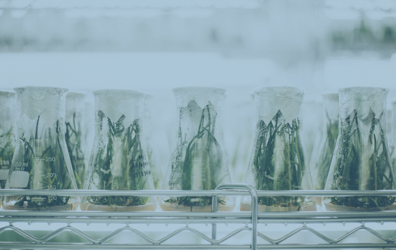 Vails containing growing plants sit in a lab's fridge.