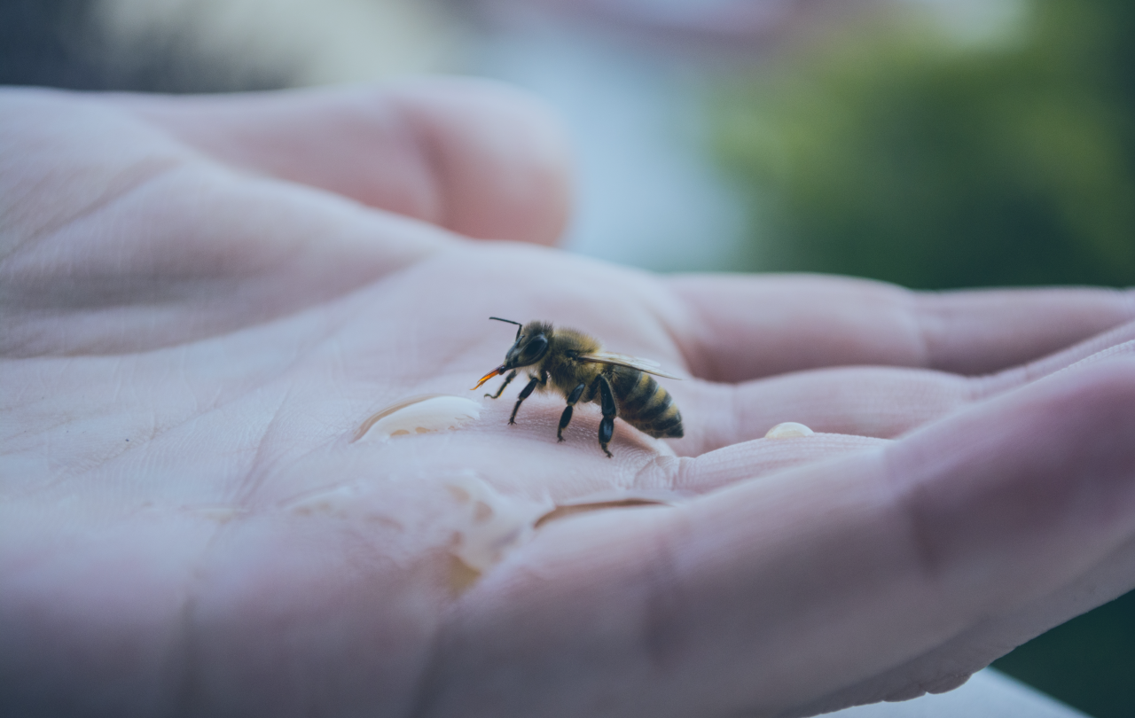 A bee rests on a human hand sipping a liquid.