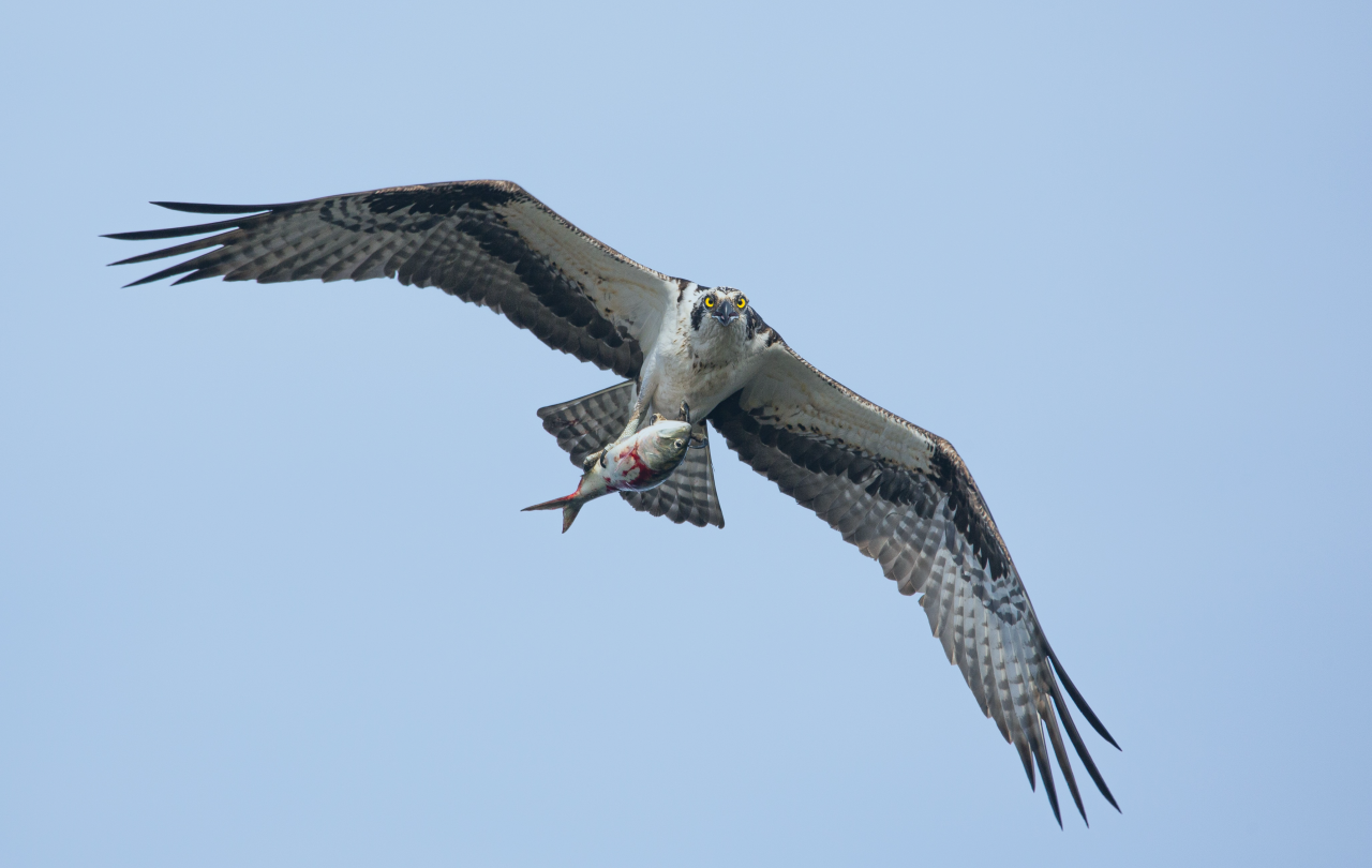 An osprey, in flight, holds a fish in its claws.