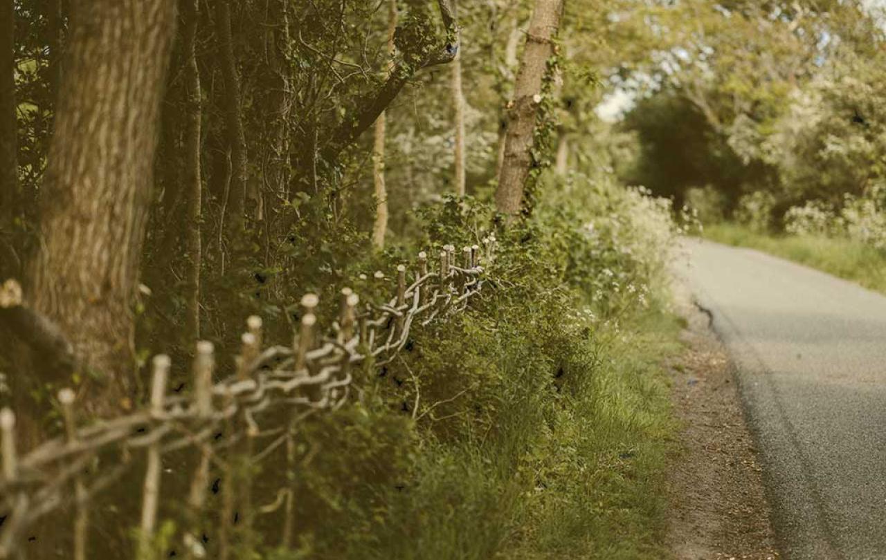 a newly laid hedge merges into an older one, next to a road