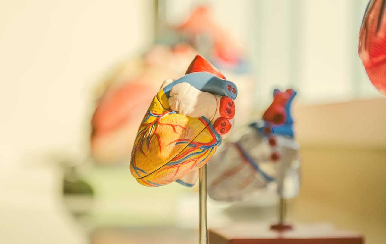 A model of a human heart on a short stand.