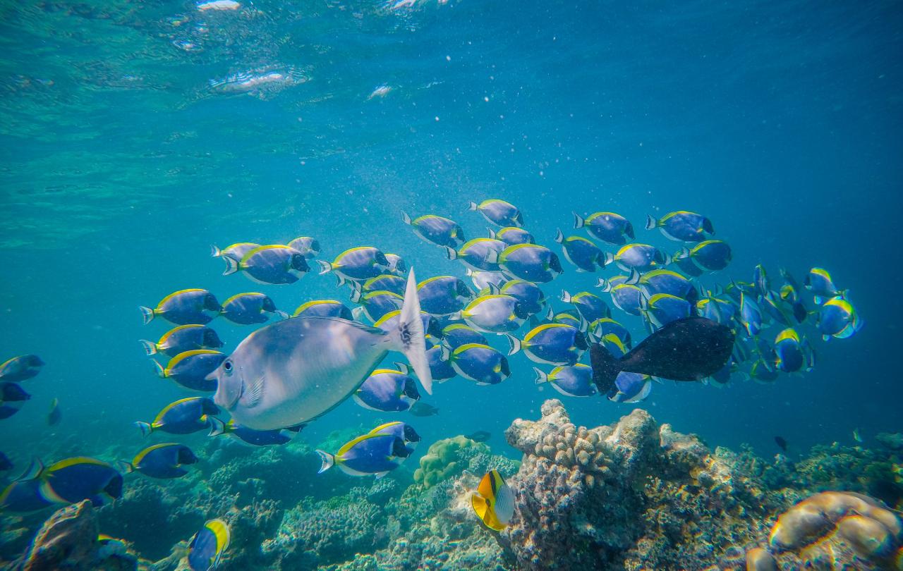 A school of tropical fish swims to the right, while one swims to the left.