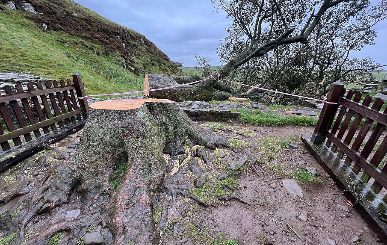 A felled decidious tree lies sprawled on the ground. The freshly sawn stump and roots are in the foreground
