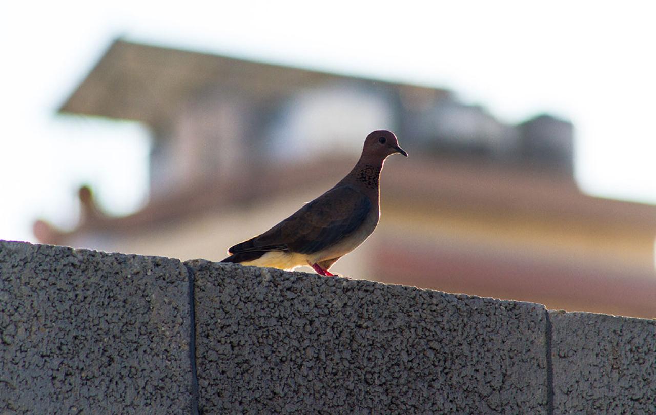 A dove stands on a concrete block wall.