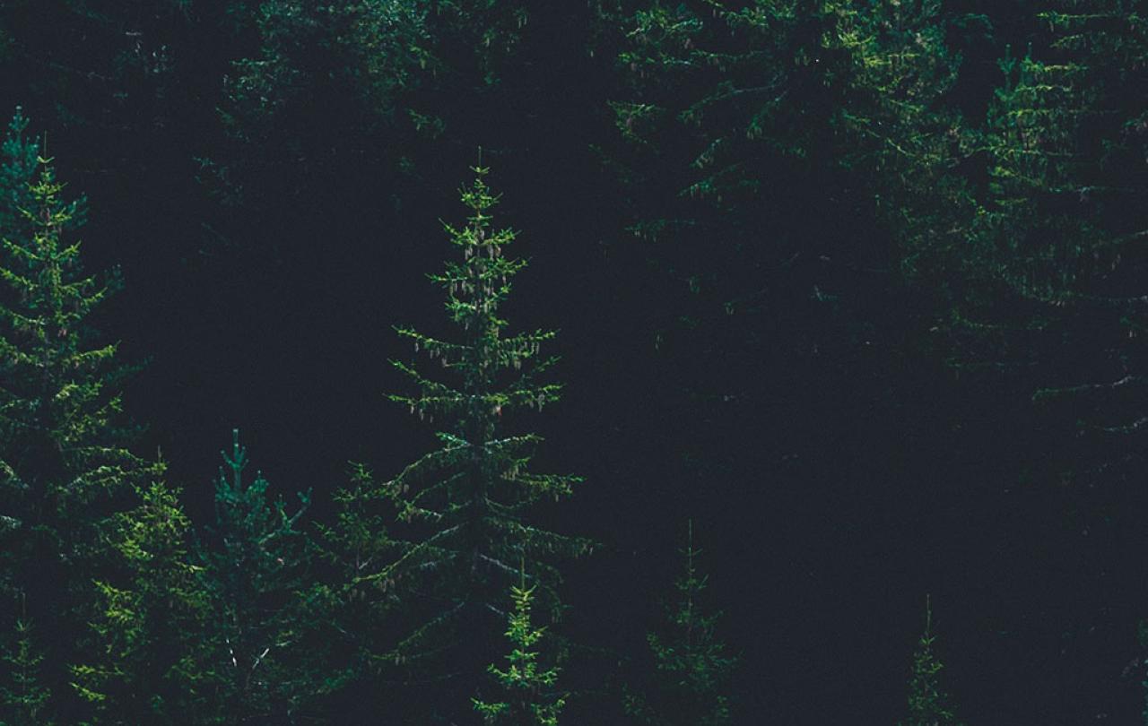 A light green pine tree stands amidst dark green forest and its black shadows