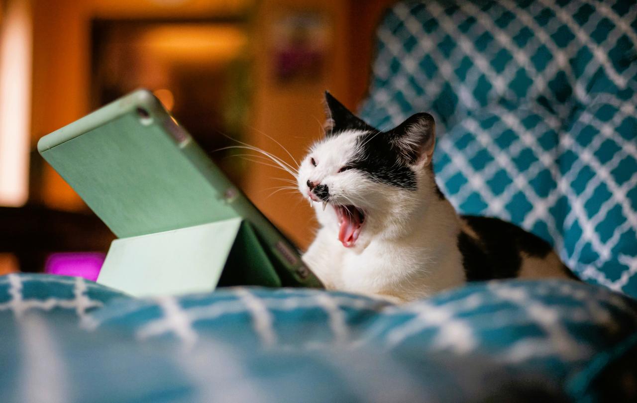 A cat with a small black moustache marking snarls while sitting in front of a tablet.