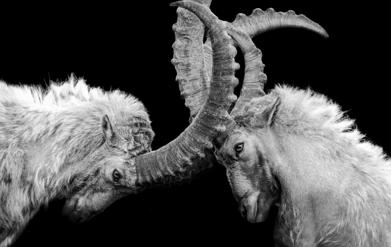 Two goats lock horns.