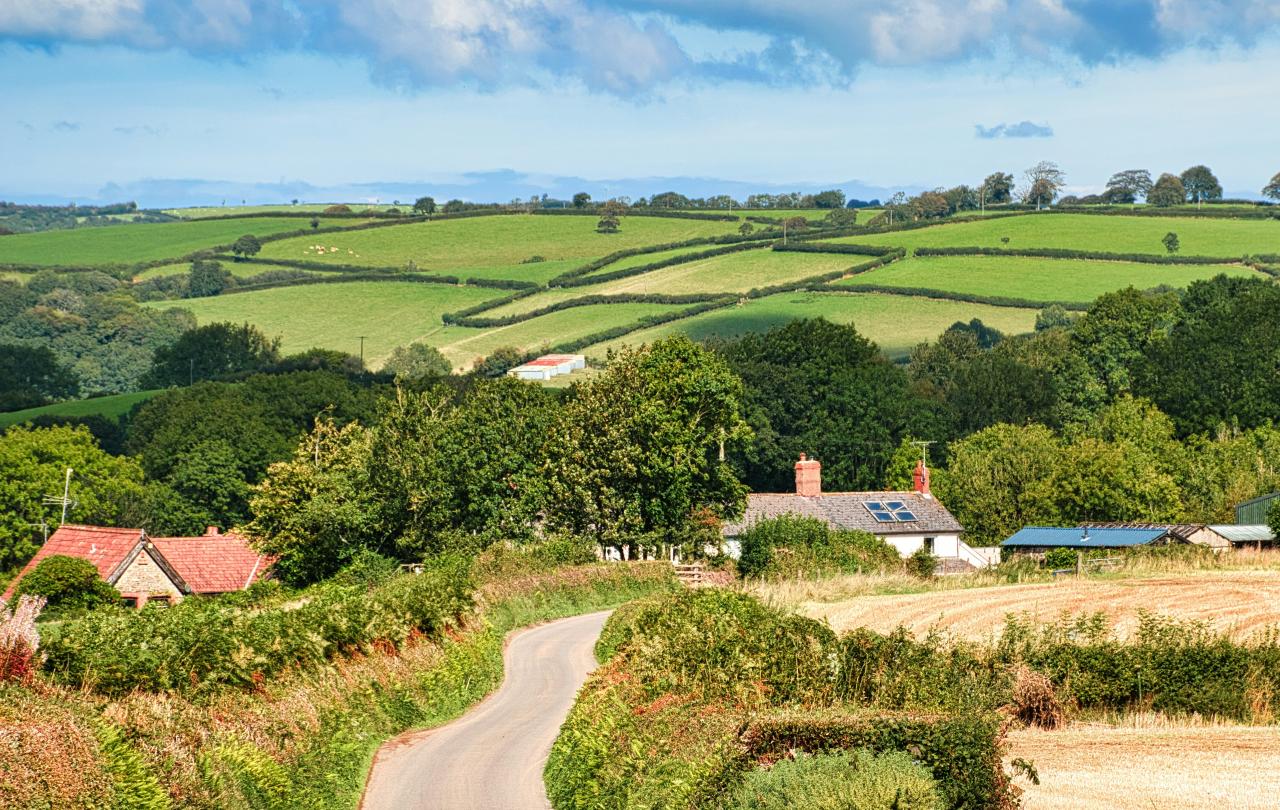 A Devon lane lined by hedges.
