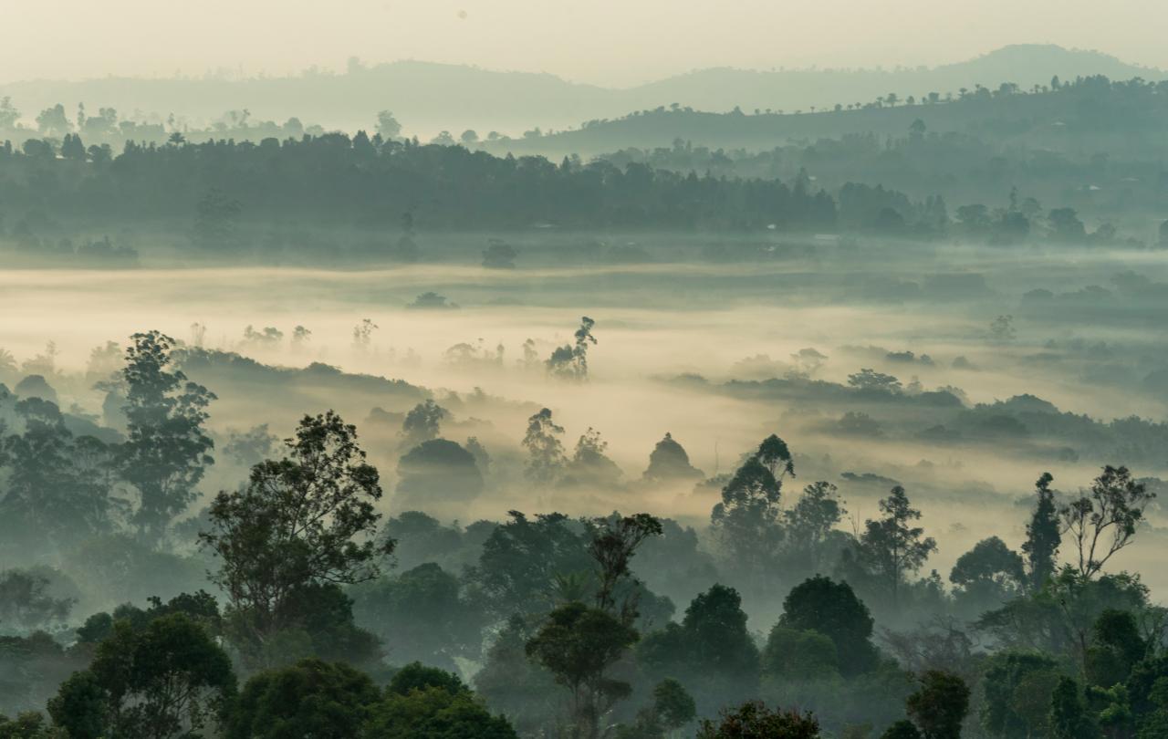 forest tree-tops break a mist.