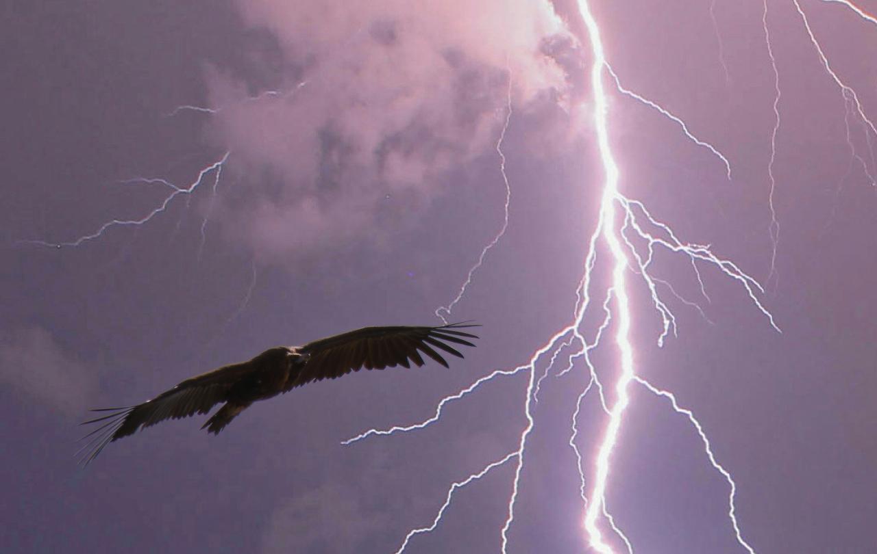 An eagle wheels against a purple stormy sky cut by lightening.