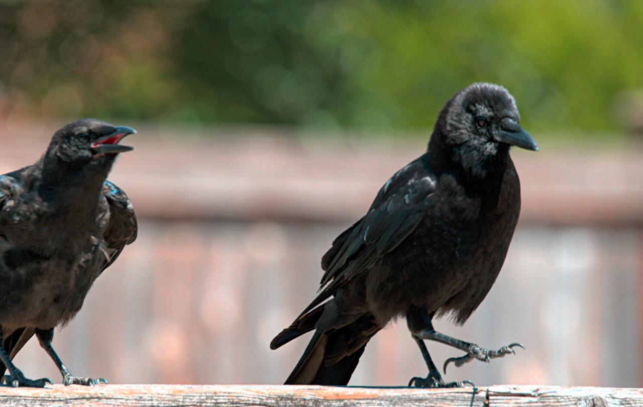Crows caw and strut.