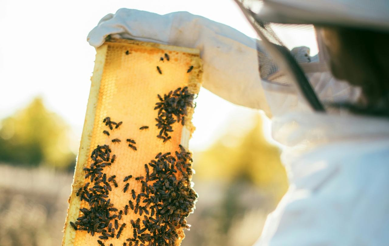 A bee keeper hold honeycomb to the light