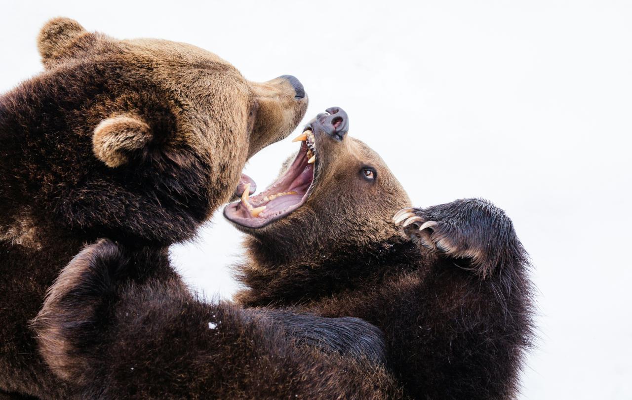 Two brown bears fight while baring their teeth.