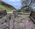 A felled decidious tree lies sprawled on the ground. The freshly sawn stump and roots are in the foreground