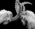 Two goats lock horns.