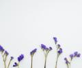 a row of flowers with green stalks and blue flowers.
