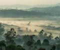 forest tree-tops break a mist.