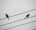 Two bird sit on wires facing in opposite directions.