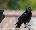 Crows caw and strut.