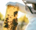 A bee keeper hold honeycomb to the light
