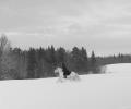 A nun on a white horse, gallops across a snowy field, in black and white
