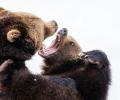 Two brown bears fight while baring their teeth.