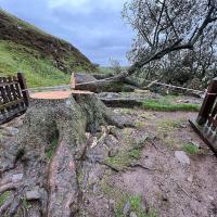 A felled decidious tree lies sprawled on the ground. The freshly sawn stump and roots are in the foreground