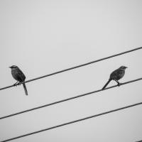 Two bird sit on wires facing in opposite directions.