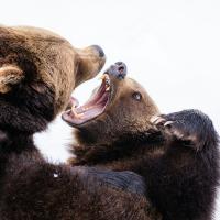 Two brown bears fight while baring their teeth.
